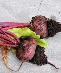 250 Piatta D'Egitto Beet Seeds - Italian Heirloom Vegetable Seeds - Image 1