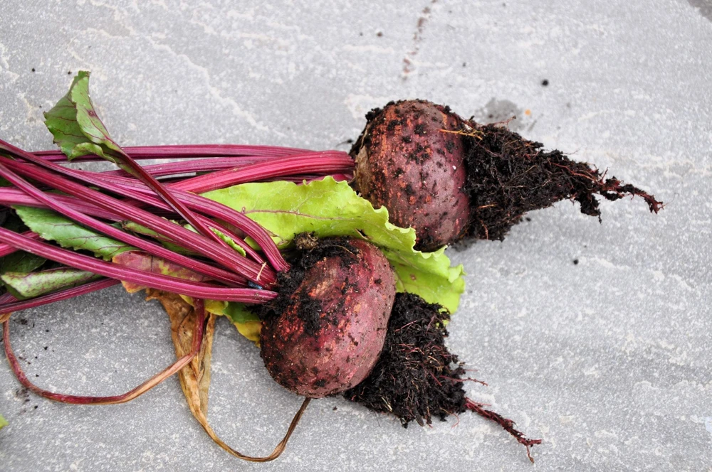 250 Piatta D'Egitto Beet Seeds - Italian Heirloom Vegetable Seeds - Image 1