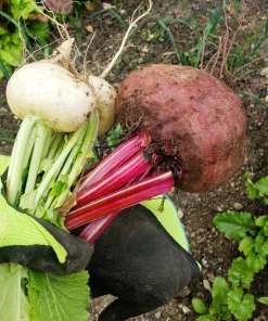 250 Piatta D'Egitto Beet Seeds - Italian Heirloom Vegetable Seeds - Image 3
