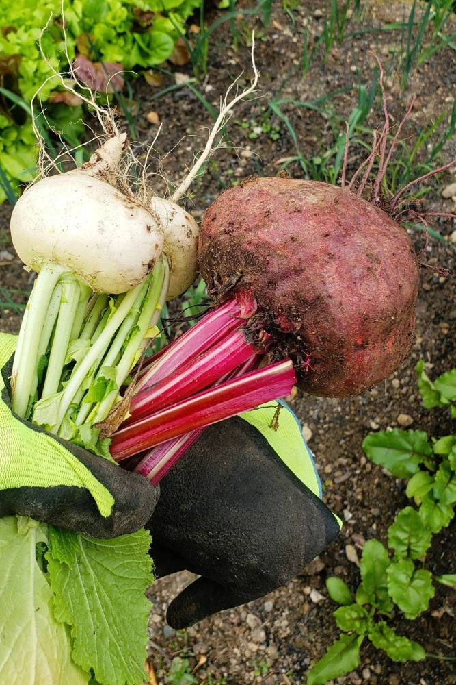 250 Piatta D'Egitto Beet Seeds - Italian Heirloom Vegetable Seeds - Image 3