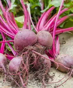 250 Piatta D'Egitto Beet Seeds - Italian Heirloom Vegetable Seeds - Image 4