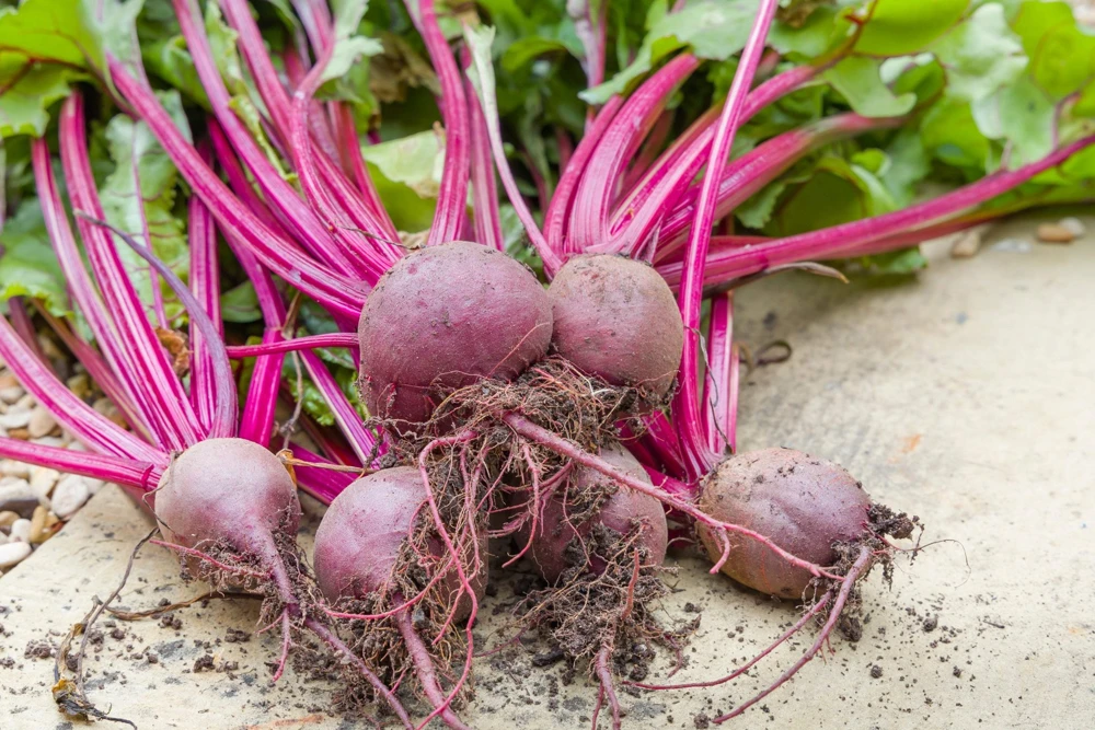 250 Piatta D'Egitto Beet Seeds - Italian Heirloom Vegetable Seeds - Image 4