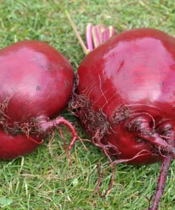 250 Piatta D'Egitto Beet Seeds - Italian Heirloom Vegetable Seeds - Image 5