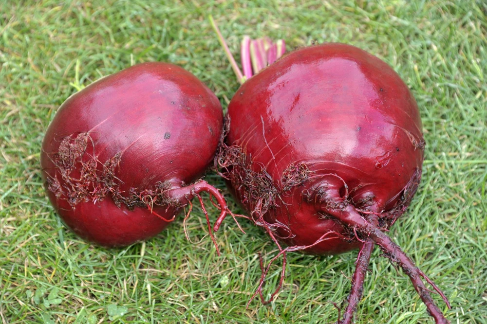 250 Piatta D'Egitto Beet Seeds - Italian Heirloom Vegetable Seeds - Image 5