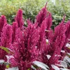 250 Prince's Feather Amaranthus Cruentus Oeschberg Purple Red Flower Herb Seeds - Image 1