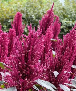 250 Prince's Feather Amaranthus Cruentus Oeschberg Purple Red Flower Herb Seeds - Image 1