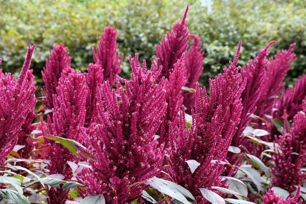 250 Prince's Feather Amaranthus Cruentus Oeschberg Purple Red Flower Herb Seeds - Image 1