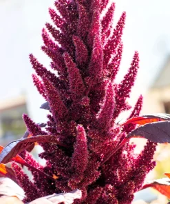 250 Prince's Feather Amaranthus Cruentus Oeschberg Purple Red Flower Herb Seeds - Image 2