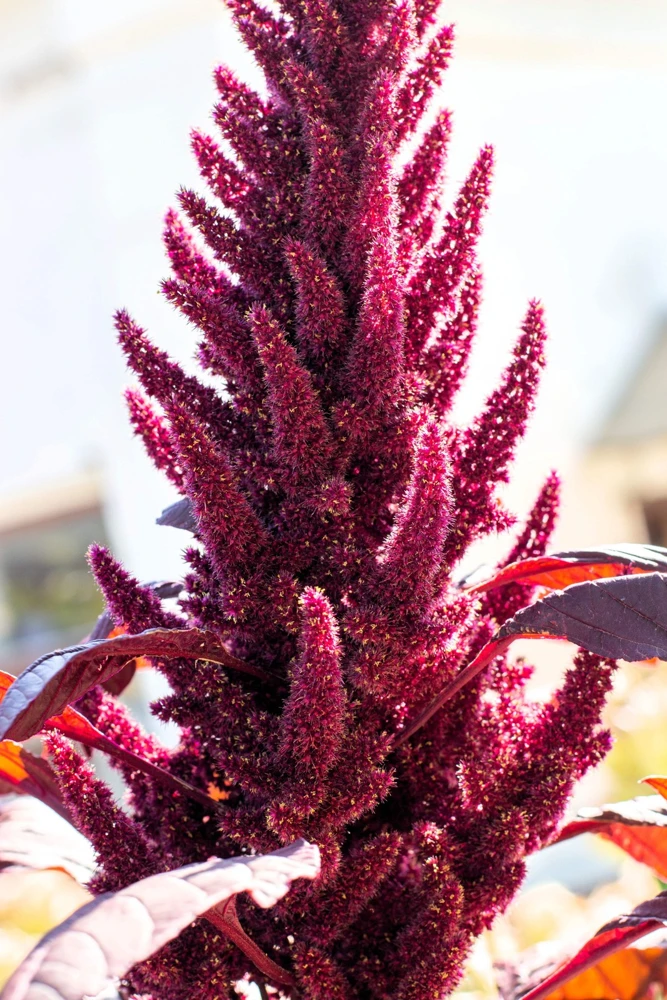 250 Prince's Feather Amaranthus Cruentus Oeschberg Purple Red Flower Herb Seeds - Image 2