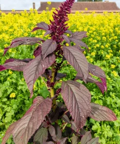 250 Prince's Feather Amaranthus Cruentus Oeschberg Purple Red Flower Herb Seeds - Image 3