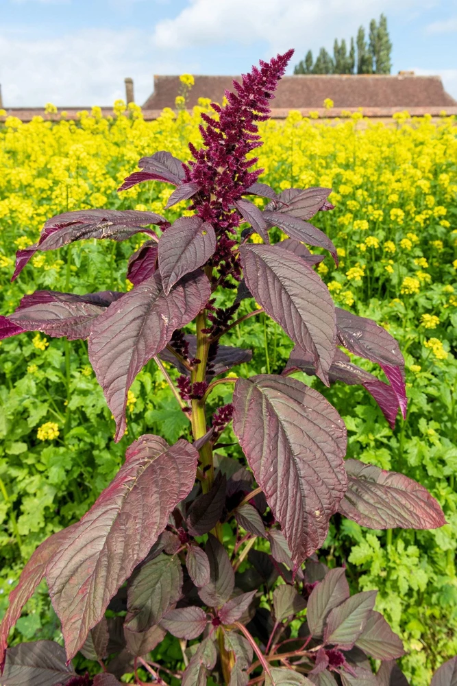 250 Prince's Feather Amaranthus Cruentus Oeschberg Purple Red Flower Herb Seeds - Image 3