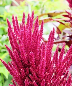 250 Prince's Feather Amaranthus Cruentus Oeschberg Purple Red Flower Herb Seeds - Image 4
