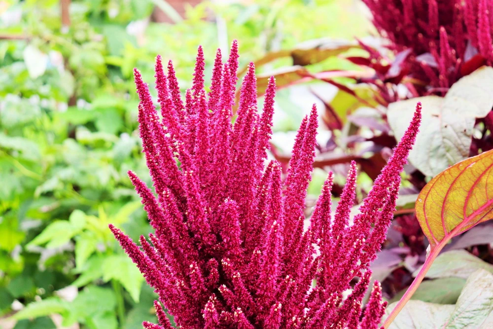250 Prince's Feather Amaranthus Cruentus Oeschberg Purple Red Flower Herb Seeds - Image 4