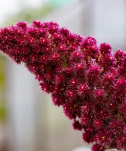 250 Prince's Feather Amaranthus Cruentus Oeschberg Purple Red Flower Herb Seeds - Image 5
