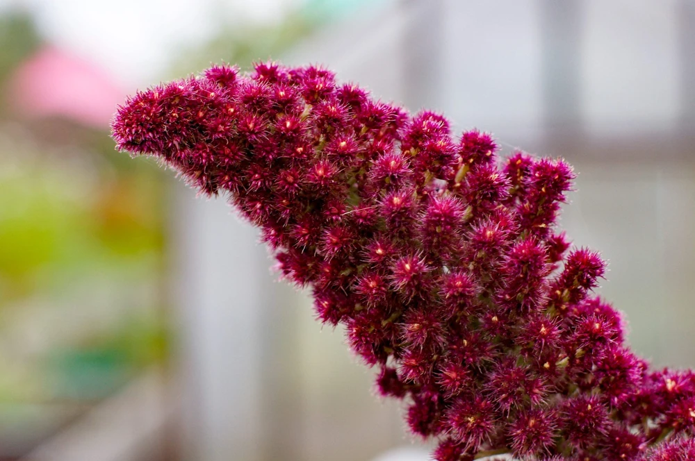 250 Prince's Feather Amaranthus Cruentus Oeschberg Purple Red Flower Herb Seeds - Image 5