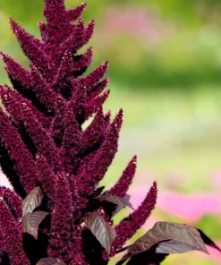 250 Prince's Feather Amaranthus Cruentus Oeschberg Purple Red Flower Herb Seeds - Image 6