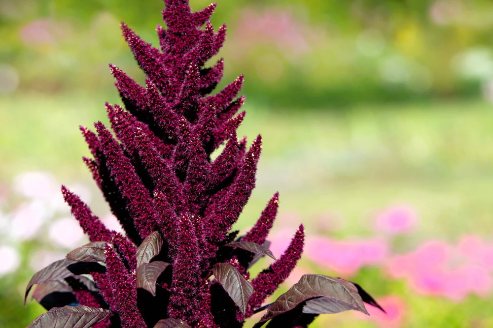 250 Prince's Feather Amaranthus Cruentus Oeschberg Purple Red Flower Herb Seeds - Image 6