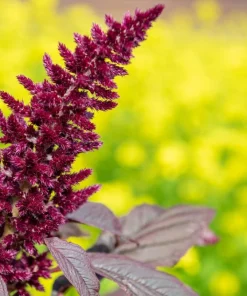 250 Prince's Feather Amaranthus Cruentus Oeschberg Purple Red Flower Herb Seeds - Image 7