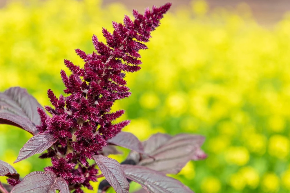 250 Prince's Feather Amaranthus Cruentus Oeschberg Purple Red Flower Herb Seeds - Image 7