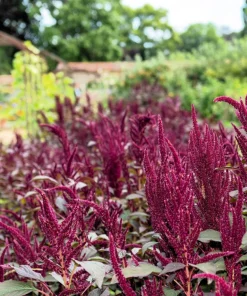 250 Prince's Feather Amaranthus Cruentus Oeschberg Purple Red Flower Herb Seeds - Image 8