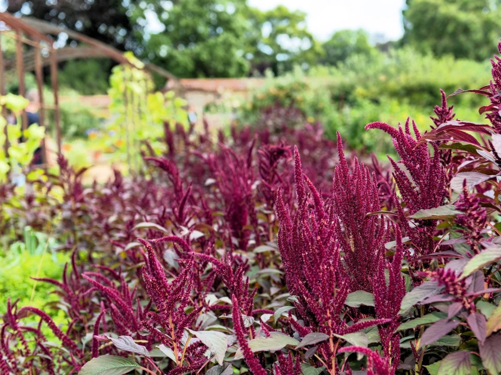 250 Prince's Feather Amaranthus Cruentus Oeschberg Purple Red Flower Herb Seeds - Image 8