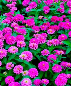 250 Purple Prince Zinnia Elegans Flower Seeds – Annual Bloom - Image 2