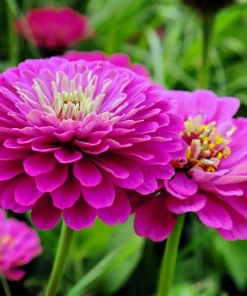250 Purple Prince Zinnia Elegans Flower Seeds – Annual Bloom - Image 3