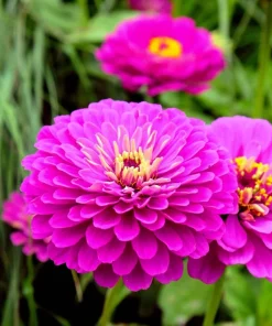 250 Purple Prince Zinnia Elegans Flower Seeds – Annual Bloom - Image 6