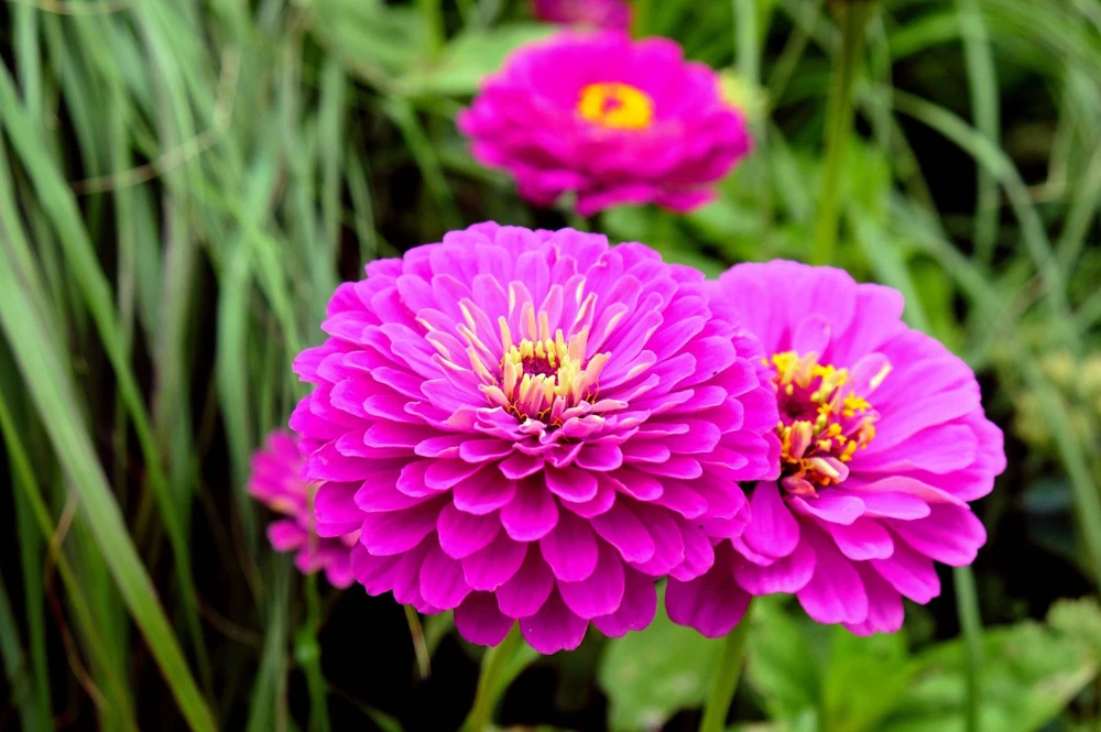 250 Purple Prince Zinnia Elegans Flower Seeds – Annual Bloom - Image 6