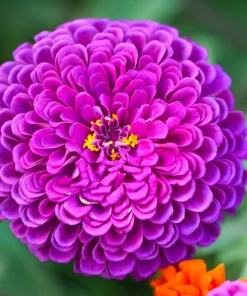250 Purple Prince Zinnia Elegans Flower Seeds – Annual Bloom - Image 1