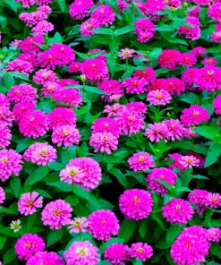250 Purple Prince Zinnia Elegans Flower Seeds - Vibrant Garden Blooms - Image 2