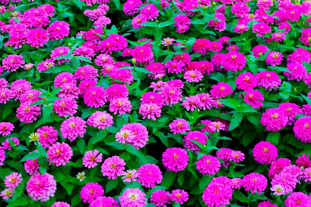 250 Purple Prince Zinnia Elegans Flower Seeds - Vibrant Garden Blooms - Image 2