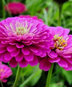 250 Purple Prince Zinnia Elegans Flower Seeds - Vibrant Garden Blooms - Image 3