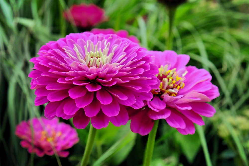 250 Purple Prince Zinnia Elegans Flower Seeds - Vibrant Garden Blooms - Image 3