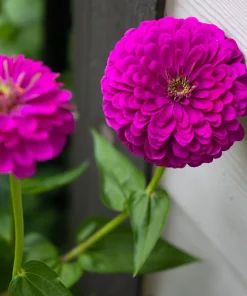 250 Purple Prince Zinnia Elegans Flower Seeds - Vibrant Garden Blooms - Image 4