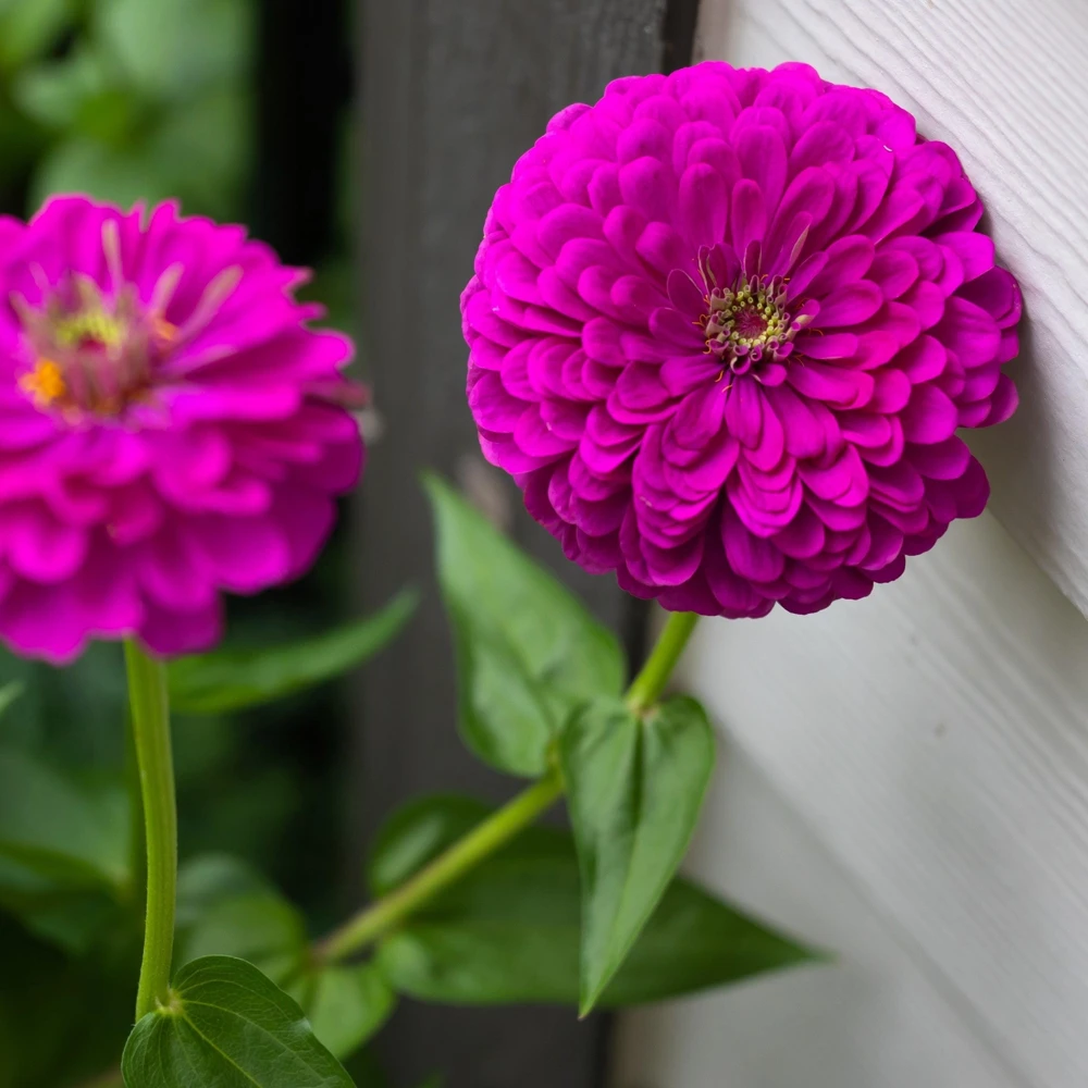 250 Purple Prince Zinnia Elegans Flower Seeds - Vibrant Garden Blooms - Image 4