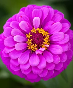 250 Purple Prince Zinnia Elegans Flower Seeds - Vibrant Garden Blooms - Image 5