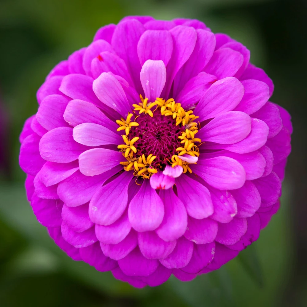 250 Purple Prince Zinnia Elegans Flower Seeds - Vibrant Garden Blooms - Image 5