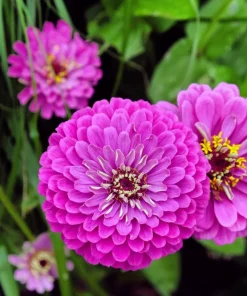 250 Purple Prince Zinnia Elegans Flower Seeds - Vibrant Garden Blooms - Image 7