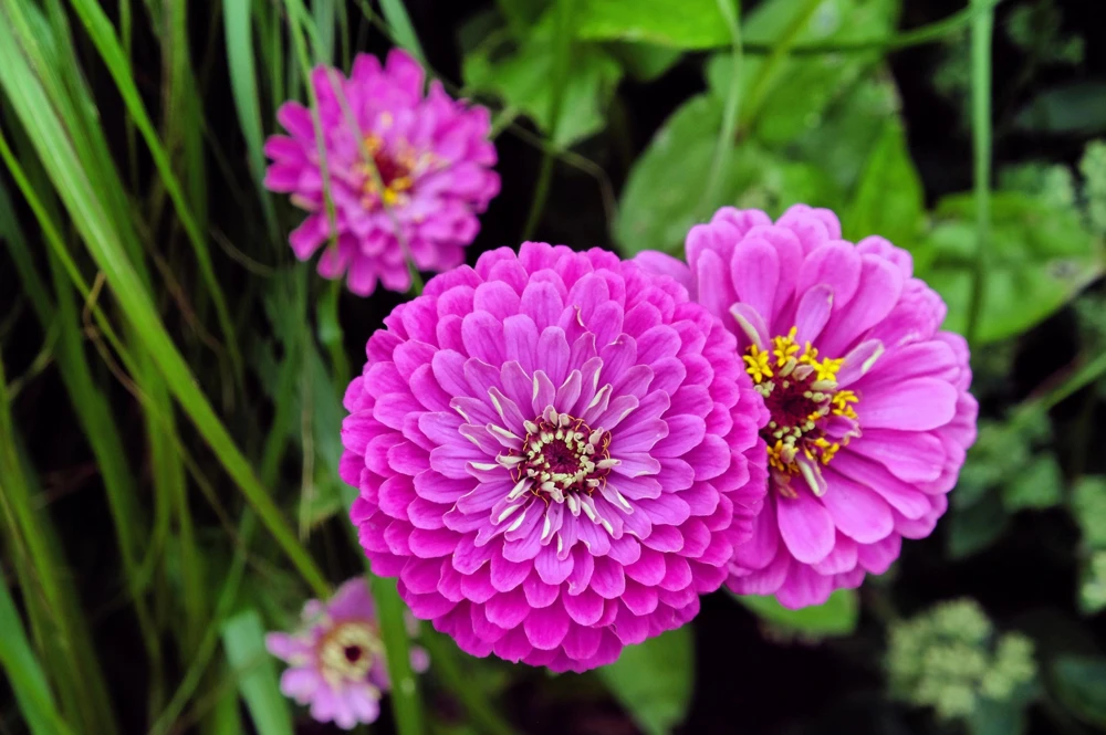 250 Purple Prince Zinnia Elegans Flower Seeds - Vibrant Garden Blooms - Image 7