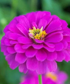 250 Purple Prince Zinnia Elegans Flower Seeds - Vibrant Garden Blooms - Image 8