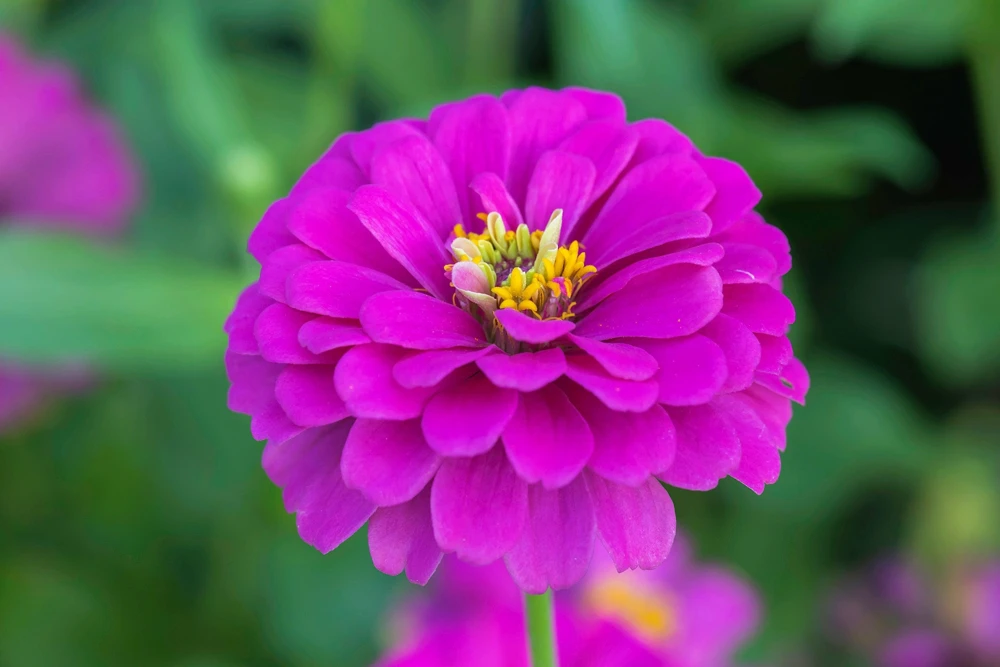 250 Purple Prince Zinnia Elegans Flower Seeds - Vibrant Garden Blooms - Image 8