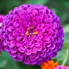 250 Purple Prince Zinnia Elegans Flower Seeds - Vibrant Garden Blooms - Image 1