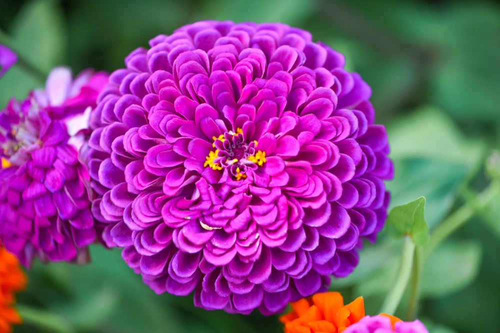 250 Purple Prince Zinnia Elegans Flower Seeds - Vibrant Garden Blooms - Image 1