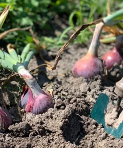 250 Red Burgundy Onion Allium Cepa Vegetable Seeds for Planting - Image 4