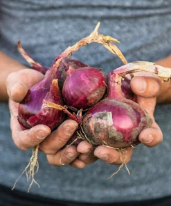 250 Red Burgundy Onion Allium Cepa Vegetable Seeds for Planting - Image 5