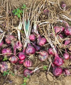 250 Red Burgundy Onion Allium Cepa Vegetable Seeds for Planting - Image 6