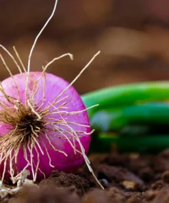 250 Red Burgundy Onion Allium Cepa Vegetable Seeds for Planting - Image 7