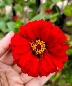 250 Red Cherry Queen Zinnia Elegans Flower Seeds - Annual Blooms - Image 10