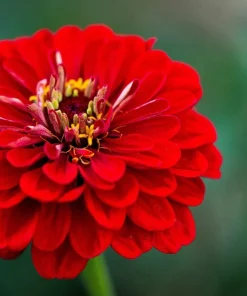 250 Red Cherry Queen Zinnia Elegans Flower Seeds - Annual Blooms - Image 3